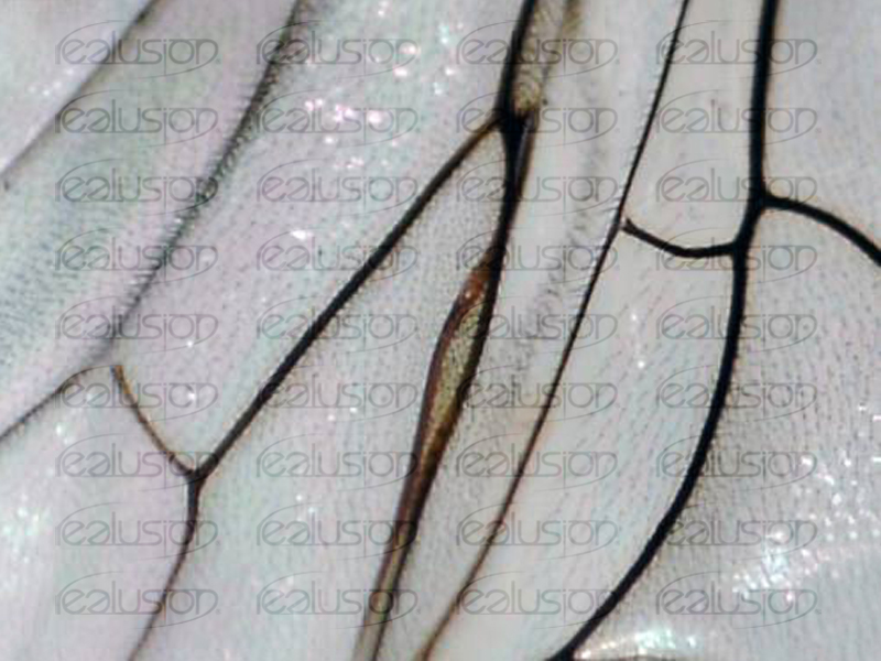 insect